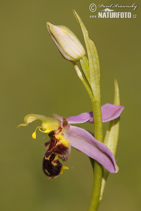 Hmyzovník včelovitý (Ophrys apifera)