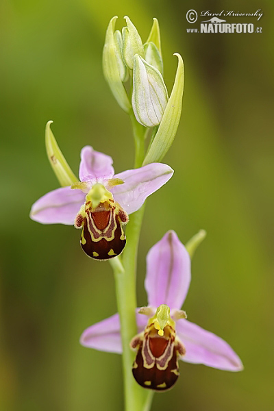 Hmyzovník včelovitý (Ophrys apifera)