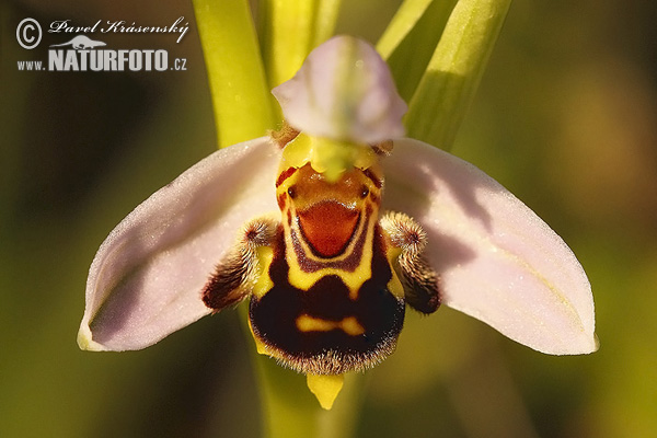 Hmyzovník včelovitý (Ophrys apifera)