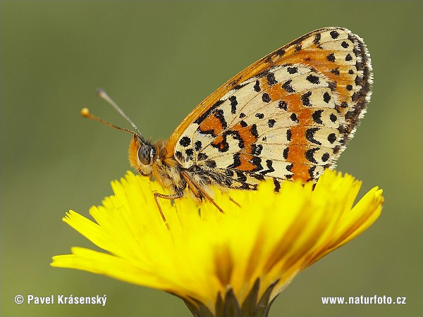 Hnedáčik pyštekový (Melitaea didyma)