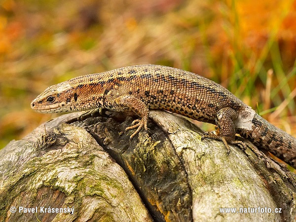 Jašterica živorodá (Lacerta vivipara)