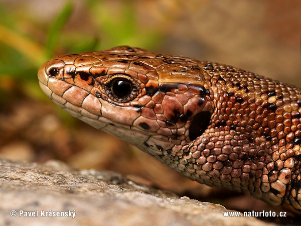 Jašterica živorodá (Lacerta vivipara)