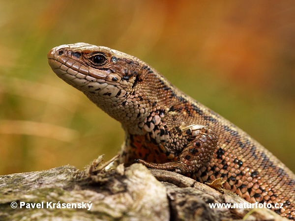 Jašterica živorodá (Lacerta vivipara)