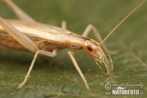 Jesienka spevavá (Oecanthus pellucens)