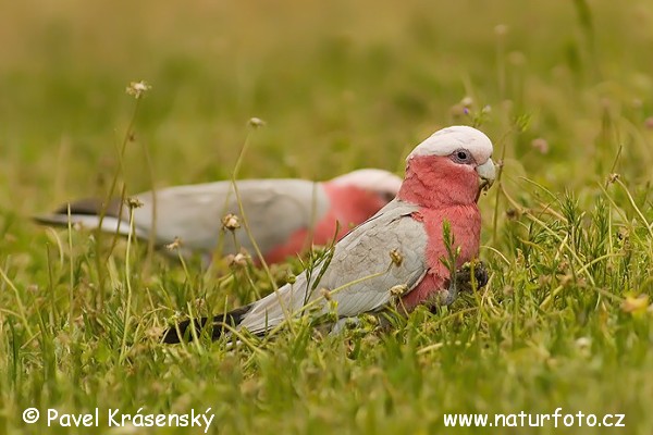 Kakadu ružový (Eolophus roseicapillus)