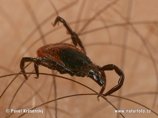 Kliešť obyčajný (Ixodes ricinus)