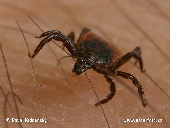 Kliešť obyčajný (Ixodes ricinus)