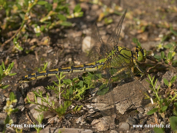 Klinovka hadia (Ophiogomphus cecilia)