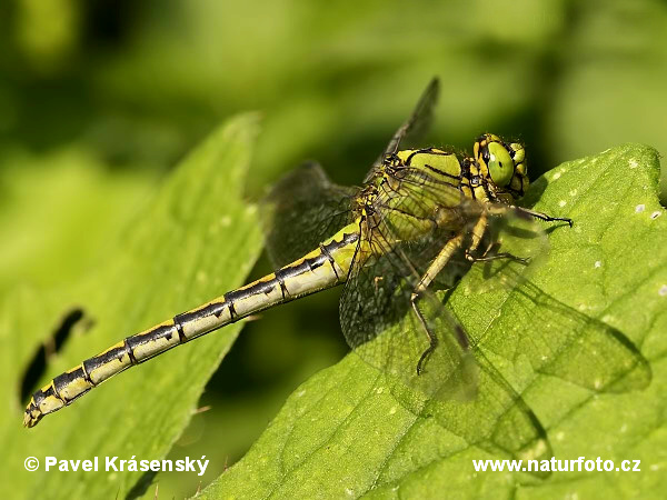 Klinovka hadia (Ophiogomphus cecilia)