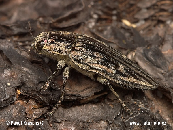 Krasoň borovicový (Chalcophora mariana)