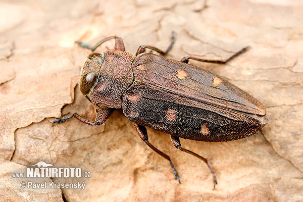 Krasoň šesťbodý (Chrysobothris affinis)