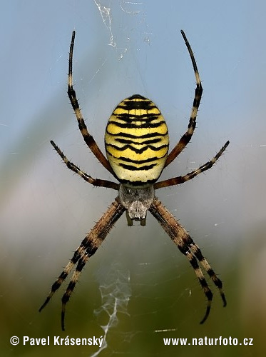 Križiak pruhovaný (Argiope bruennichi)