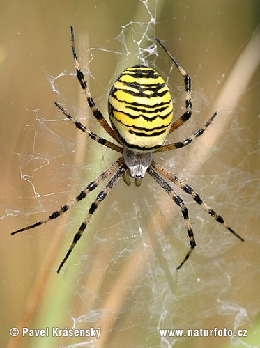 Križiak pruhovaný (Argiope bruennichi)