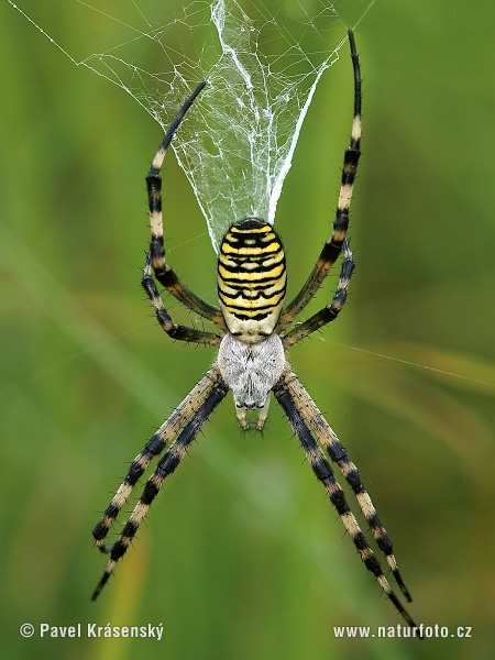 Križiak pruhovaný (Argiope bruennichi)