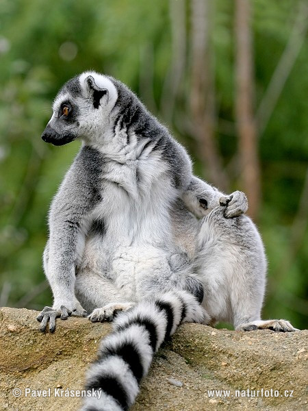 Lemur katta mačkovitý (Lemur catta)