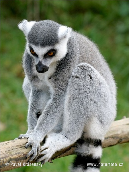 Lemur katta mačkovitý (Lemur catta)