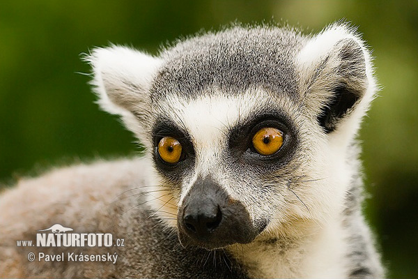 Lemur katta mačkovitý (Lemur catta)