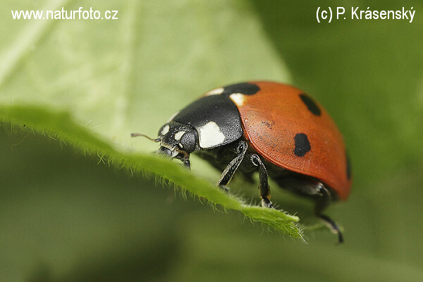 Lienka sedembodková (Coccinella septempunctata)