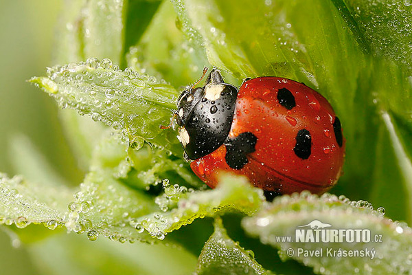 Lienka sedembodková (Coccinella septempunctata)