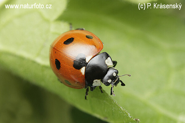 Lienka sedembodková (Coccinella septempunctata)