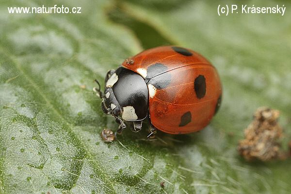 Lienka sedembodková (Coccinella septempunctata)