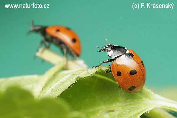 Lienka sedembodková (Coccinella septempunctata)