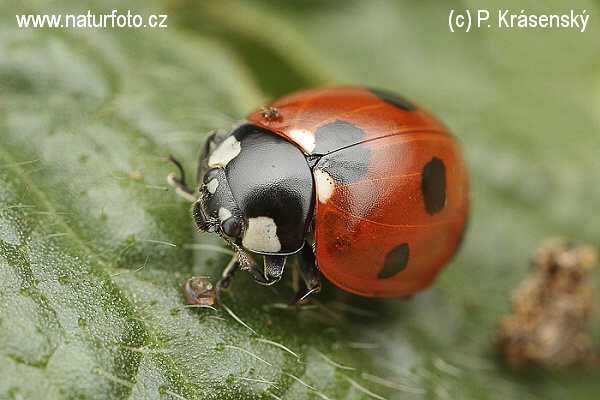 Lienka sedembodková (Coccinella septempunctata)