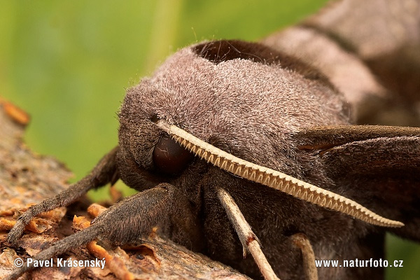 Lišaj pávooký (Smerinthus ocellata)