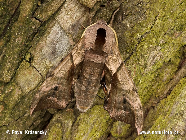 Lišaj pávooký (Smerinthus ocellata)