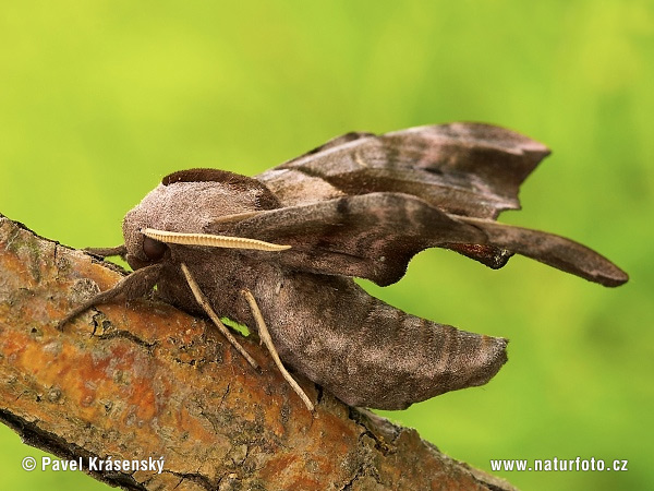 Lišaj pávooký (Smerinthus ocellata)