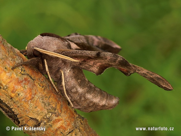 Lišaj pávooký (Smerinthus ocellata)