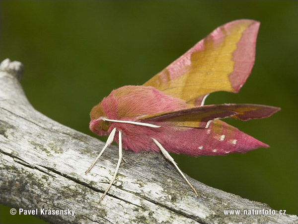 Lišaj vrbicový (Deilephila porcellus)