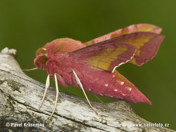 Lišaj vrbicový (Deilephila porcellus)