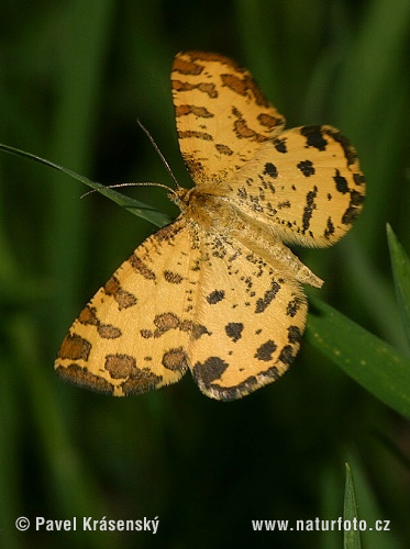 Listnatka hluchavková (Pseudopanthera macularia)