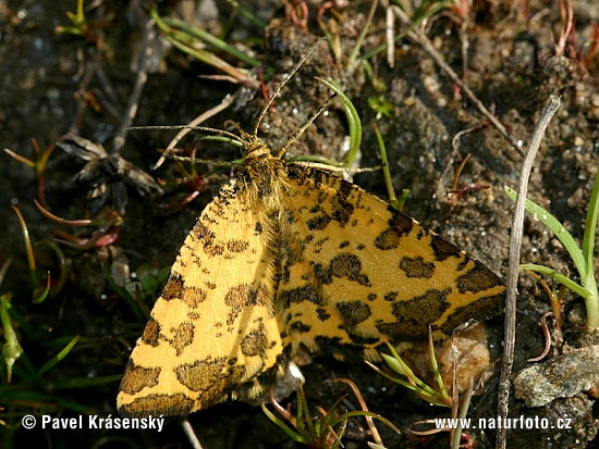 Listnatka hluchavková (Pseudopanthera macularia)