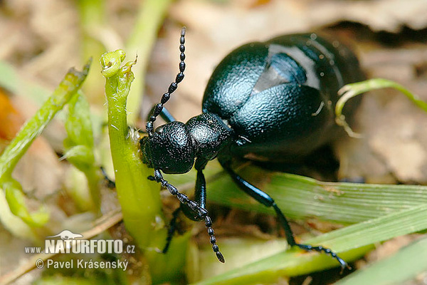 Májka fialová (Meloe violaceus)