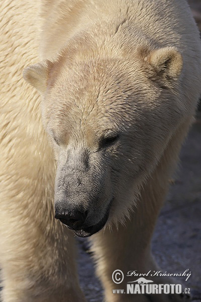 Medveď biely (Ursus maritimus)