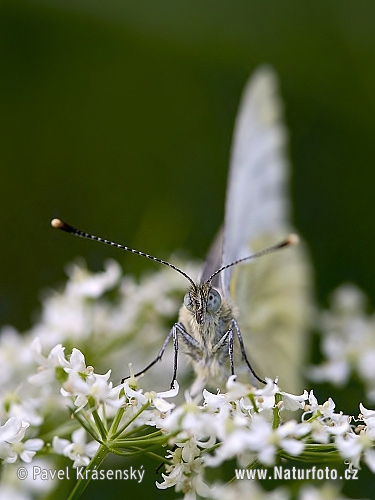 Mlynárik repkový (Pieris napi)