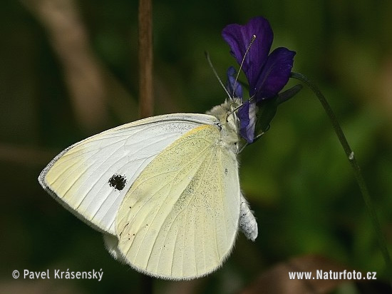 Mlynárik repový (Pieris rapae)