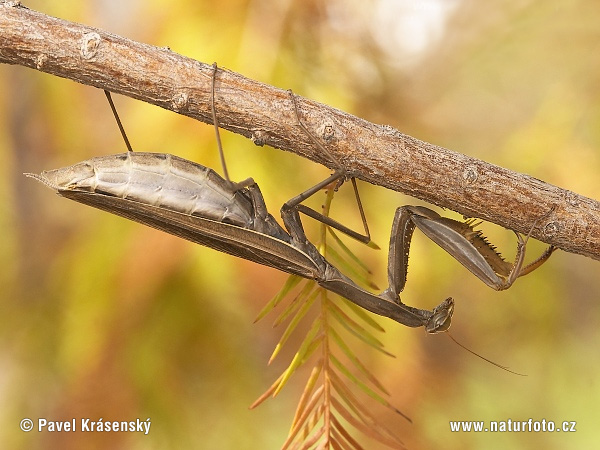 Modlivka zelená (Mantis religiosa)