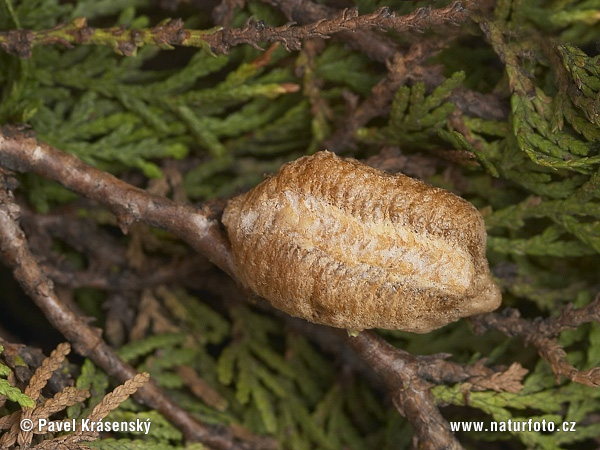 Modlivka zelená (Mantis religiosa)