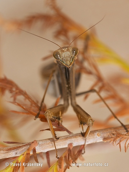 Modlivka zelená (Mantis religiosa)