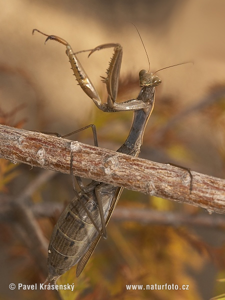 Modlivka zelená (Mantis religiosa)