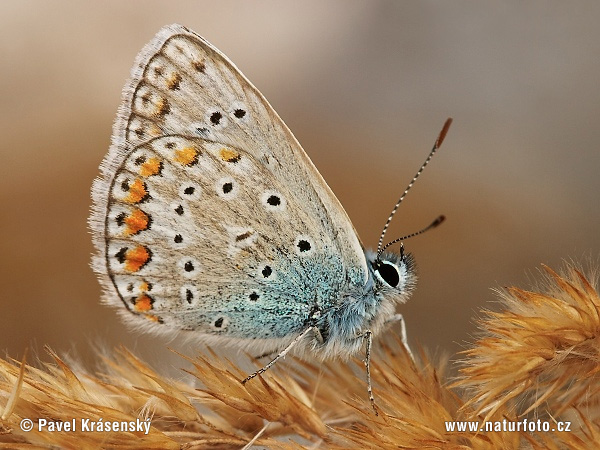 Modráčik obyčajný (Polyommatus icarus)