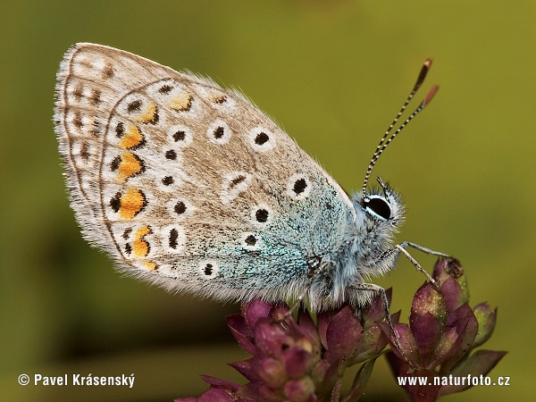 Modráčik obyčajný (Polyommatus icarus)