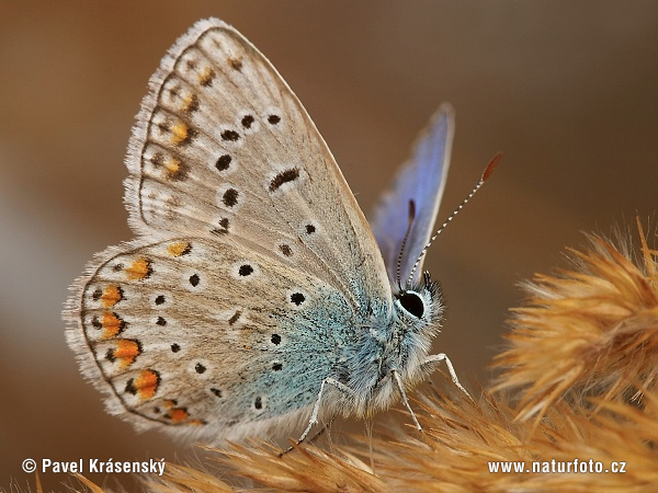 Modráčik obyčajný (Polyommatus icarus)