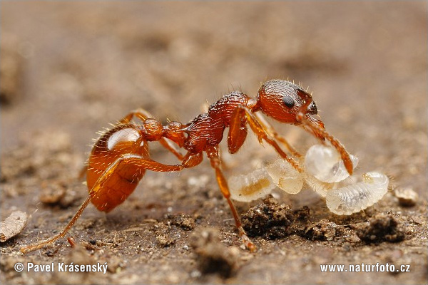 Mravec (Myrmica sp.)