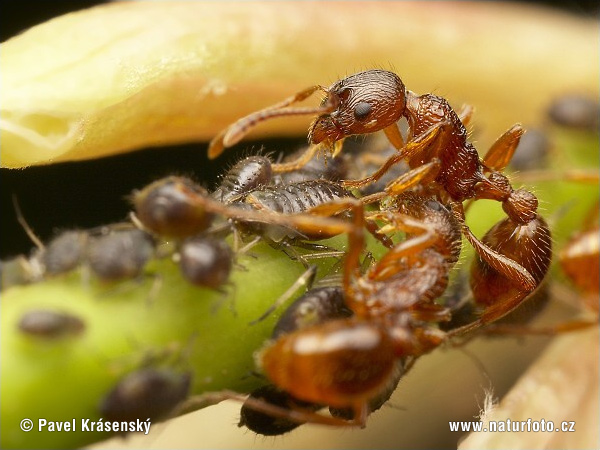 Mravec (Myrmica sp.)