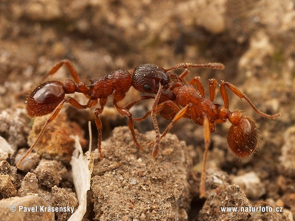 Mravec (Myrmica sp.)