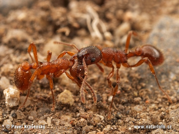 Mravec (Myrmica sp.)